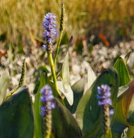 30 IMG 4748