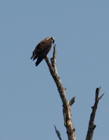 31 IMG 4749