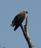 32 IMG 4750