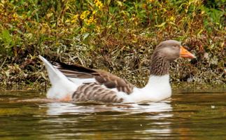 10-5-24 Sturgeon Pool