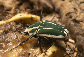 5 IMG 4952