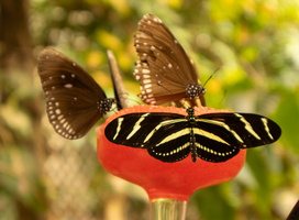 15 IMG 4981