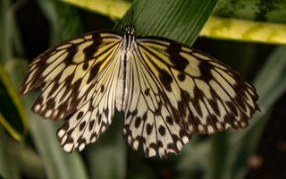 28 IMG 5005