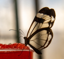 29 IMG 5006