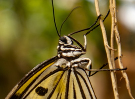 32 IMG 5010