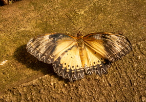 37 IMG 5019