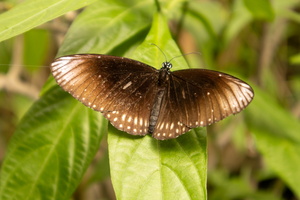 54 IMG 5060