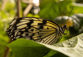 66 IMG 5071