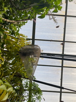 68 IMG 5729