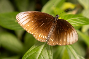 75 IMG 5087