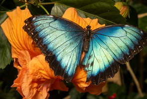 77 IMG 5090