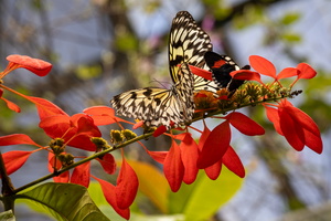 80 IMG 5098