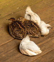 83 IMG 5108