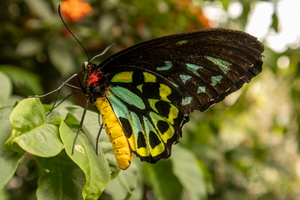 87 IMG 5115