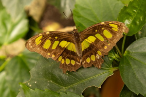 88 IMG 5116