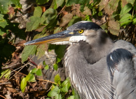 9-18-25 Wappingers Creek