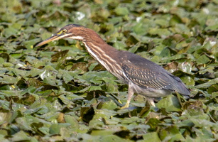 9-13-25 Wappingers Lake oly