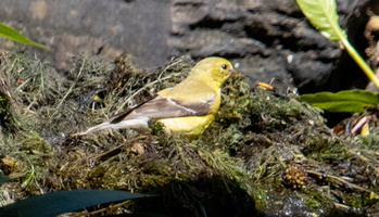 9-11-25 Chodakee Lake