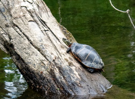 7-12-25 Fishkill Creek