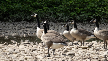 7-5-25 Catskill Creek