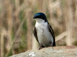 5-8-25 Chodakee Lake