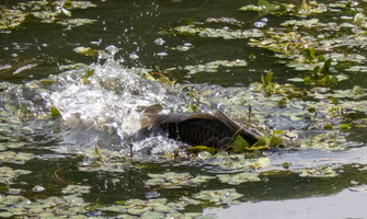 5-17-25 Wappingers Lake