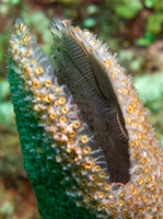 21 Brittlestars in Sponge