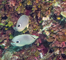 22 Foureye Butterflyfish