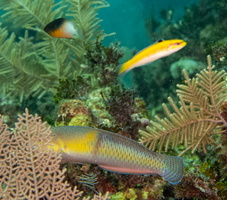 26 Yellowhead Wrasse