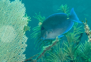 28 Blue Tang