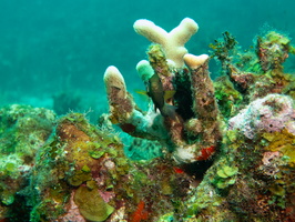 30 Reef-6