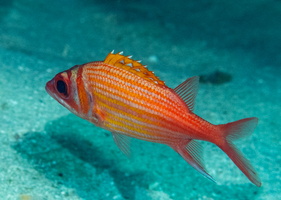 32 Soldierfish 