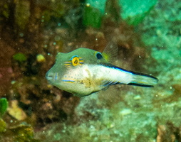 33 Sharpnose Puffer