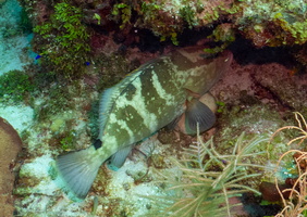 41 Nassau Grouper