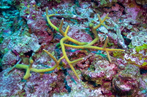 42 Elkhorn Coral
