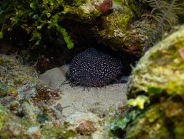 43 Spotter Toadfish