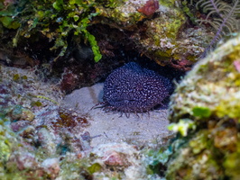 44 Spotter Toadfish-2