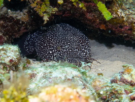 45 Spotter Toadfish-3