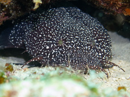 46 Spotter Toadfish-4