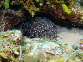 47 Spotter Toadfish-5