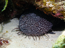 48 Spotter Toadfish-6