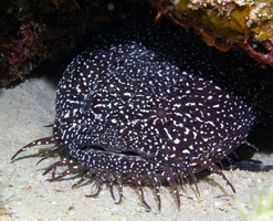 49 Spotter Toadfish-7