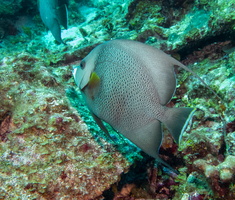 51 Gray Angelfish-2