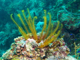 52 Golden Crinoid-3