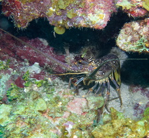 53 Lobster