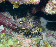 54 Lobster-2