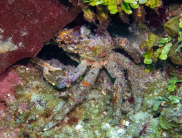 55 Channel Cling Crab