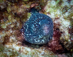 57 Spotter Moray Eel