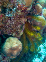 5 Golden Crinoid