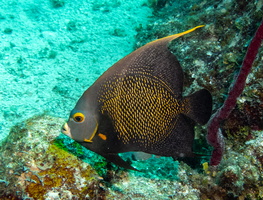 6 French Angelfish